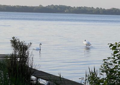 Naturidylle am Wittensee